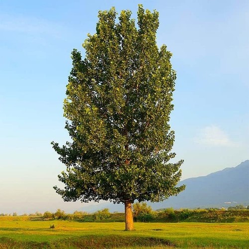 Hybrid poplar trees grow - 4,