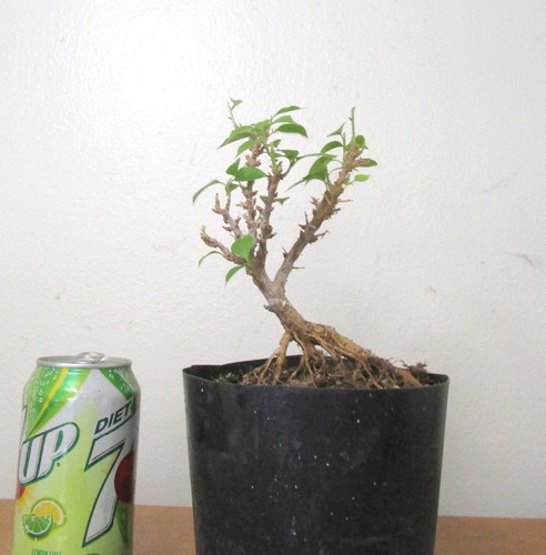 Pixie bougainvillea for - , unique