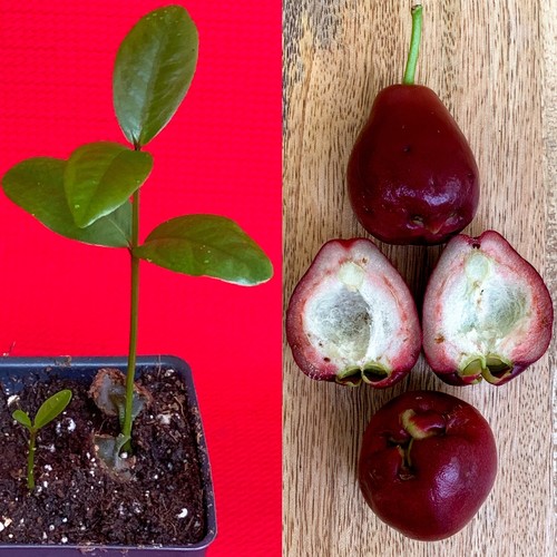 Purple malay apple - purple,