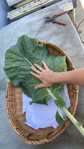 Tree collard seeds - seeds, 100+