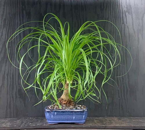 Pony tail bonsai live - tail, plant
