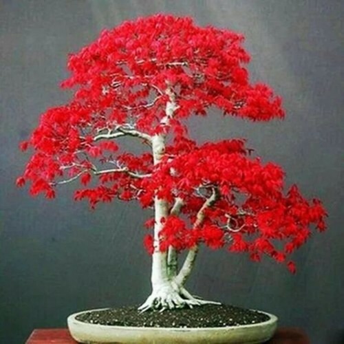 Seeds japanese red maple - seeds,