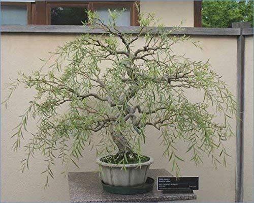 Bonsai tree dragon willow - tree,