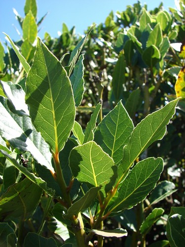 Laurus nobilis bay leaf - nobilis,