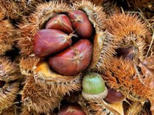Dunstan chestnut tree - 5, 12-24"