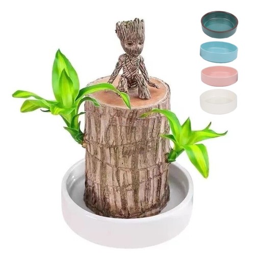 Brazilian wood plant - wood, water