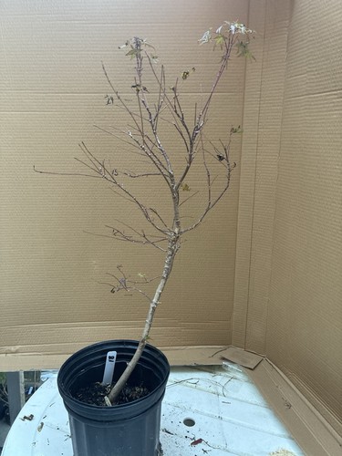 Japanese maple for - , bonsai