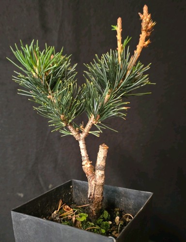 Pinus parviflora kokanoe - pinus,
