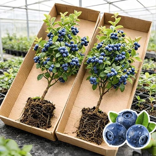Blueray blueberry tree - blueberry,