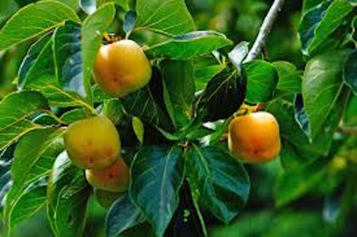 Persimmon tree 24 - , 12-24"