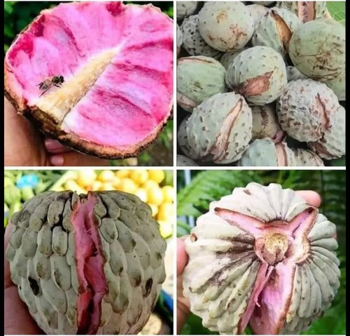 Pink ilama tree - tree, annona