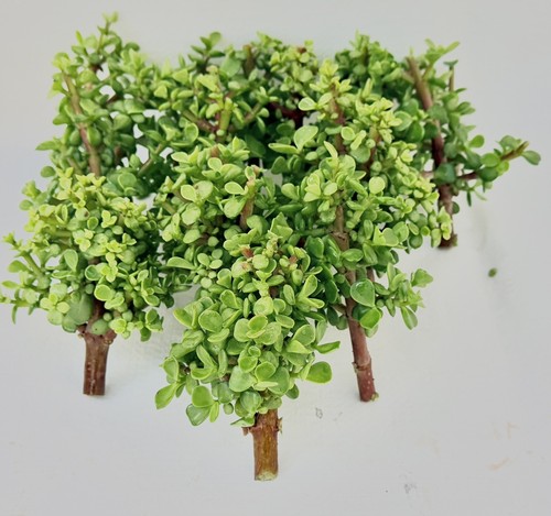 Purtulacaria afra bonsai - purtulacaria,