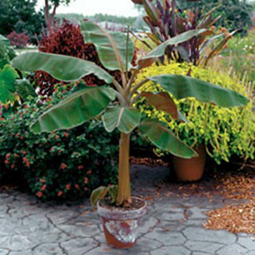 Musa dwarf cavendish - musa,
