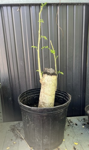 Moringa tree from - tree, cutting