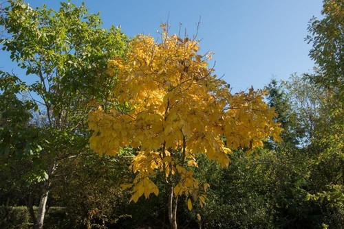 Shellbark hickory tree - shellbark,
