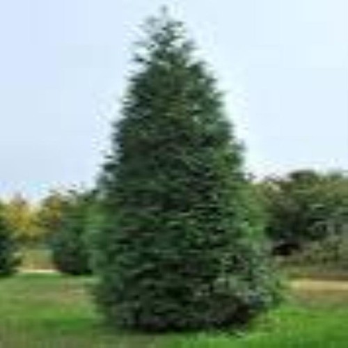 Green giant arborvitae - green,