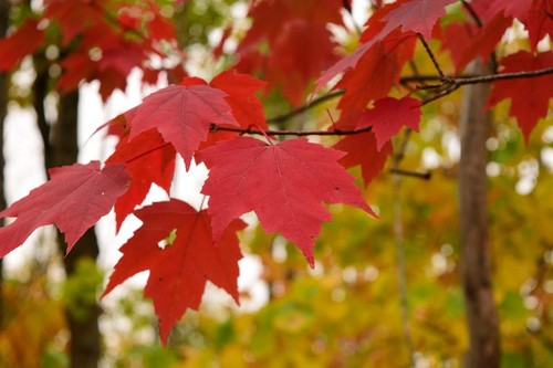 Red maple tree acer - red,