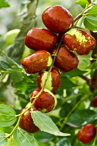 Jujube fruit tree superfruit - jujube,