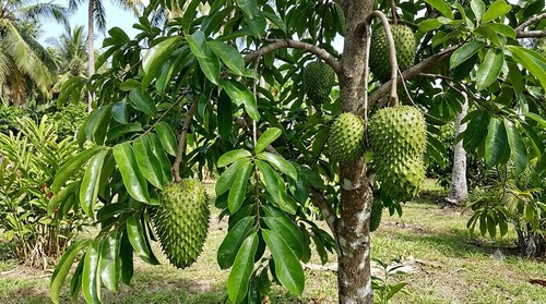 Soursop tree tall - soursop,