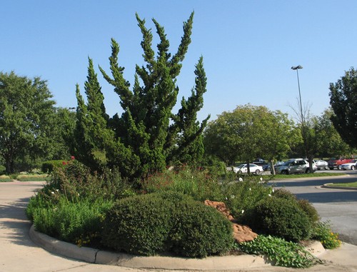 Hollywood juniper tree - juniper, (