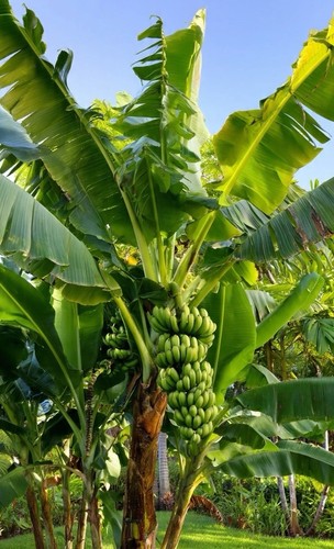 Live banana tree bulb williams - live,