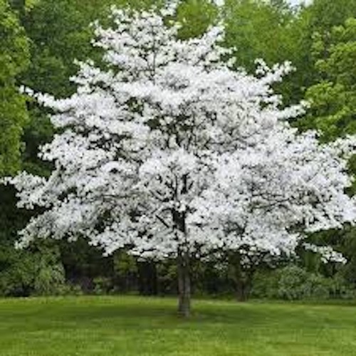 White dogwood tree 24 - white, 12-24"