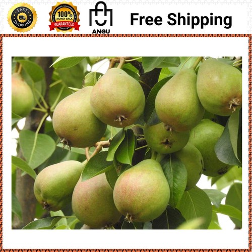 Online orchards dwarf bartlett - orchards,