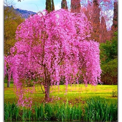 Seeds for pink - for,