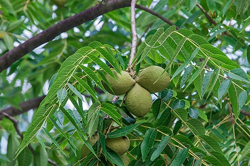 Black walnut tree - 1,