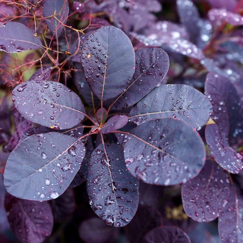 Purple smoke tree pot - smoke, 4"