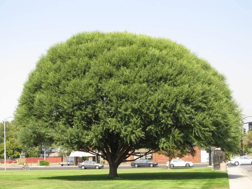 Four globe willow tree - globe,