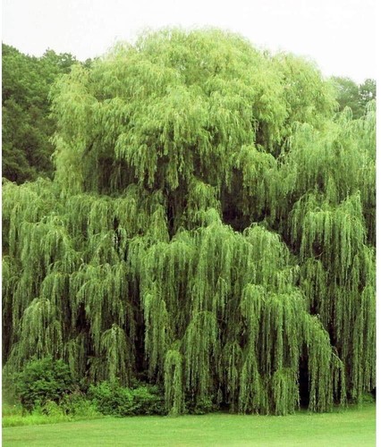 Golden weeping willow - 2,