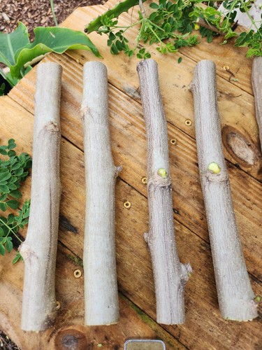 Thick moringa cuttings - thick,