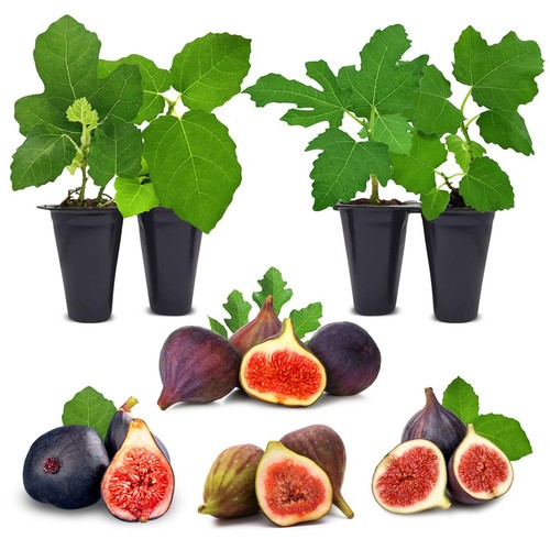 Fig tree set 4 - 4, starter