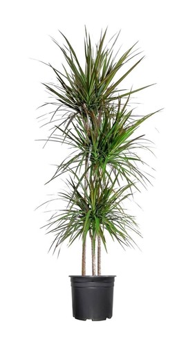 Madagascar dragon tree 3 - madagascar,