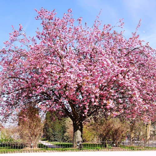 Japanese cherry blossom tree - japanese,