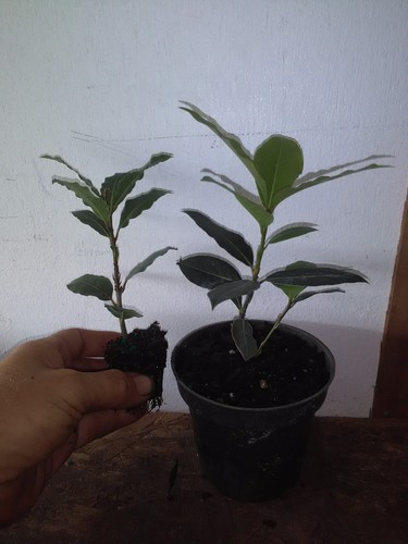 Laurus nobilis bay leaf - -,
