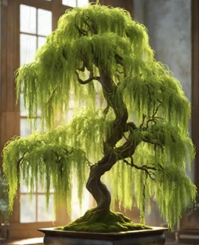 Eversong weeping willow - weeping, bonsai