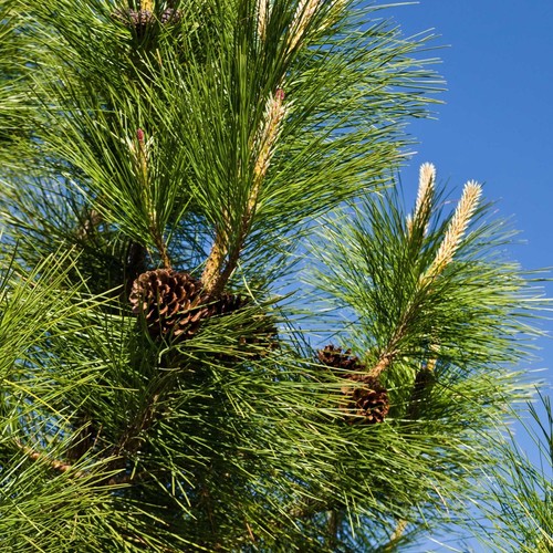 Ponderosa pine tree - pine, 6-12"