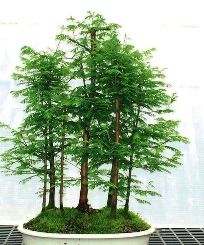 Redwood tree large - large, branch