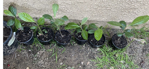 Lot loquat tree organic - lot,