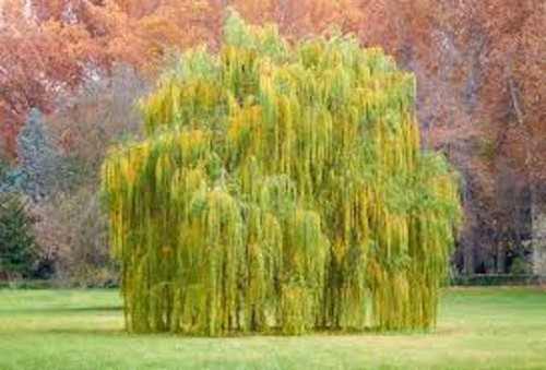 Weeping willow tree 24 - 1,