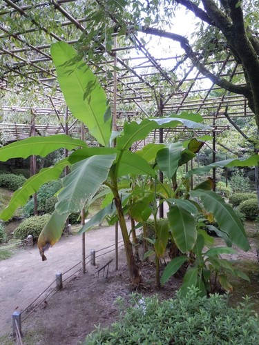 Musa basjoo banana - -,